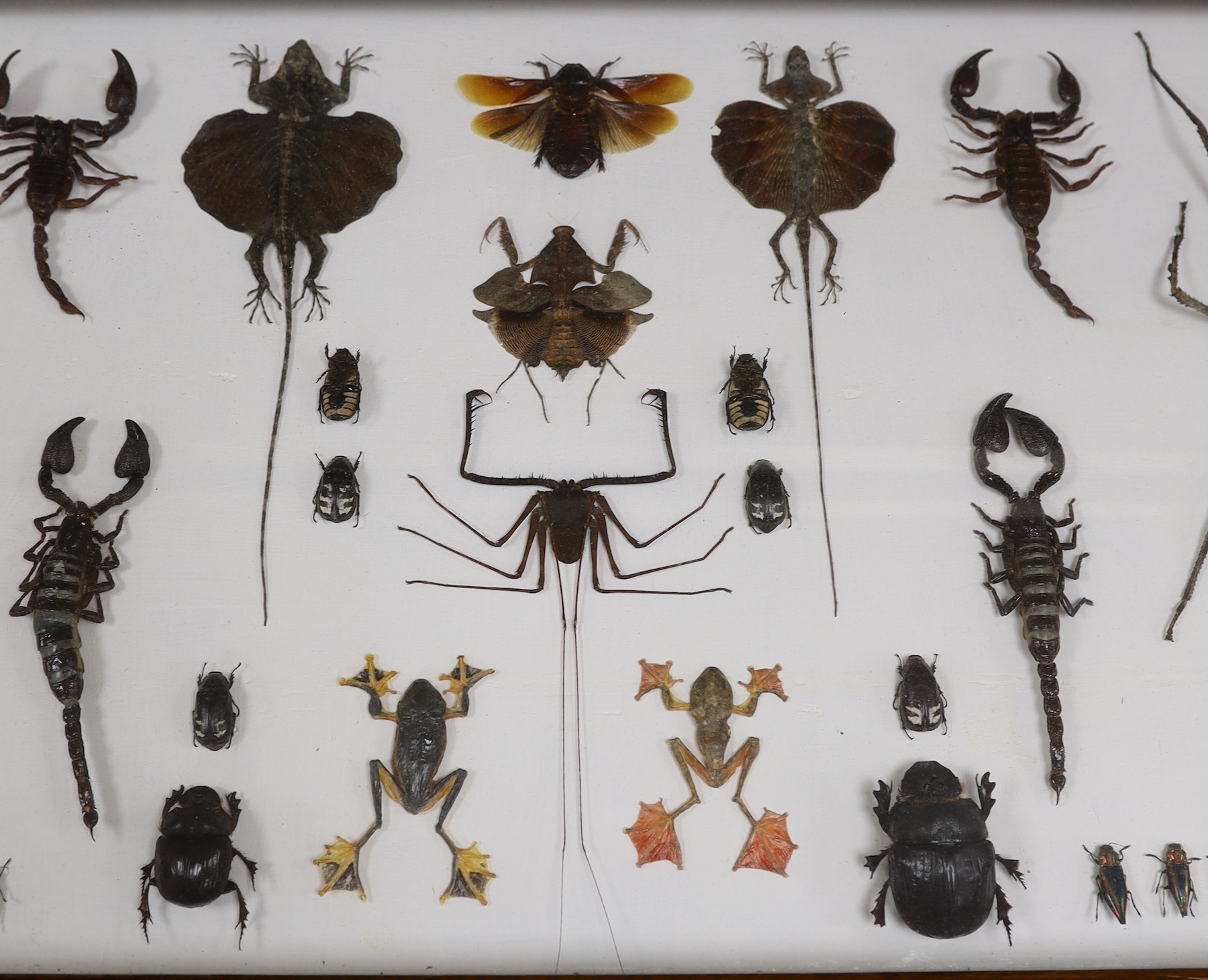 Entomology and Herpetology- insect, scorpion, flying lizard, tree and frog specimens in a large glazed case, 49.5 cm x 76 cm